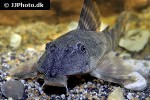 panaqolus gnomus panaqolus gnomus