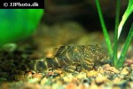panaqolus maccus panaqolus maccus