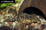 panaqolus maccus panaqolus maccus