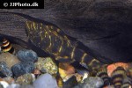 panaqolus maccus panaqolus maccus