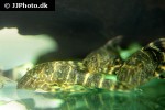 panaqolus maccus panaqolus maccus