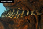 panaqolus maccus panaqolus maccus