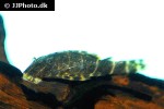 panaqolus maccus panaqolus maccus