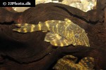 panaqolus maccus panaqolus maccus