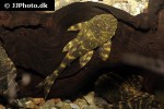 panaqolus maccus panaqolus maccus