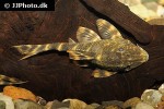 panaqolus maccus panaqolus maccus