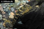 panaqolus maccus panaqolus maccus