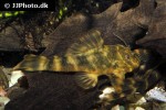 panaqolus maccus panaqolus maccus