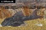 panaqolus nocturnus panaqolus nocturnus