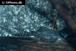 panaqolus nocturnus panaqolus nocturnus