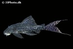 panaqolus nocturnus panaqolus nocturnus