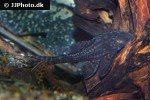 panaqolus nocturnus panaqolus nocturnus