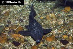 panaqolus nocturnus panaqolus nocturnus