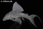 panaqolus nocturnus panaqolus nocturnus