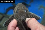 panaqolus nocturnus panaqolus nocturnus