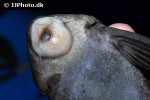 panaqolus nocturnus panaqolus nocturnus