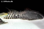 panaqolus nocturnus panaqolus nocturnus