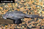 panaqolus nocturnus panaqolus nocturnus