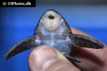 panaqolus nocturnus panaqolus nocturnus
