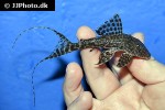 panaqolus nocturnus panaqolus nocturnus