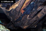 panaqolus nocturnus panaqolus nocturnus