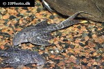 panaqolus species l351 panaqolus species l351