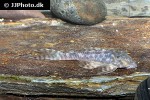 panaqolus species l351 panaqolus species l351