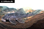 panaqolus species l426 panaqolus species l426