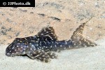 panaqolus species l426 panaqolus species l426