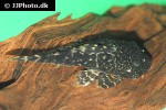 panaqolus species l448 panaqolus species l448
