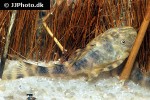 panaqolus species l448 panaqolus species l448