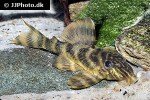 panaqolus tankei panaqolus tankei