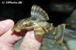 panaqolus tankei panaqolus tankei
