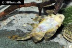 panaqolus tankei panaqolus tankei