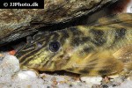 panaqolus tankei panaqolus tankei