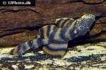 panaqolus tankei panaqolus tankei