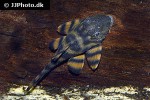 panaqolus tankei panaqolus tankei