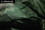 panaque armbrusteri panaque armbrusteri
