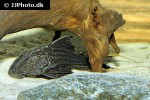 panaque bathyphilus panaque bathyphilus