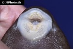 panaque bathyphilus panaque bathyphilus