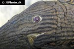 panaque cf armbrusteri tocantins panaque cf armbrusteri tocantins