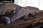 panaque cf armbrusteri xingu panaque cf armbrusteri xingu