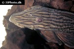 panaque cf armbrusteri xingu panaque cf armbrusteri xingu