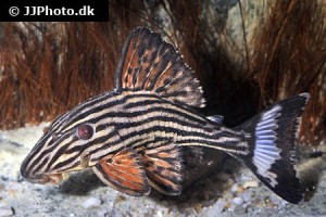 Panaque / Panaqolus