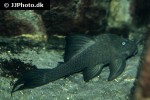 panaque cf cochliodon panaque cf cochliodon