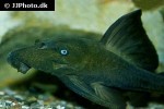 panaque cf cochliodon panaque cf cochliodon