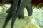 panaque cf cochliodon panaque cf cochliodon