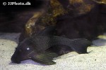 panaque cf cochliodon panaque cf cochliodon
