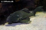 panaque cf cochliodon panaque cf cochliodon