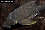 panaque cf cochliodon panaque cf cochliodon